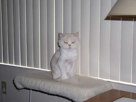 TheBoys(BadHairCut)003