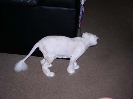 TheBoys(BadHairCut)005