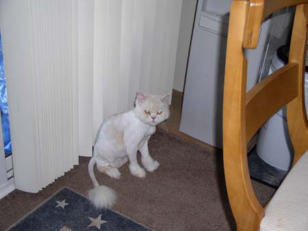 TheBoys(BadHairCut)007