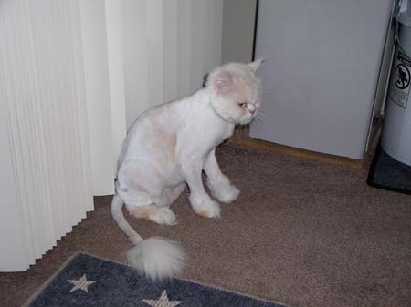 TheBoys(BadHairCut)008