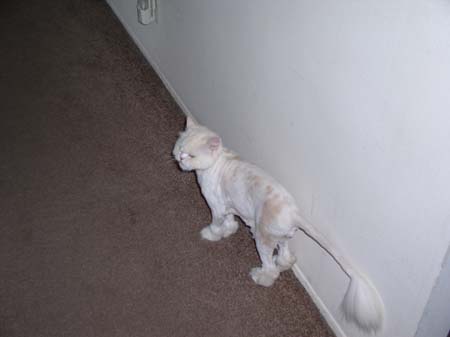 TheBoys(BadHairCut)009