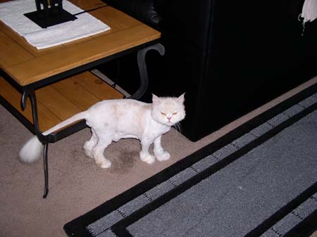 TheBoys(BadHairCut)010