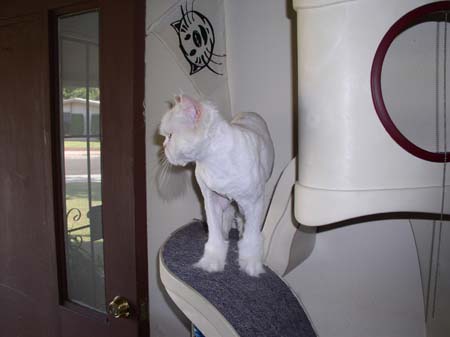 TheBoys(BadHairCut)011