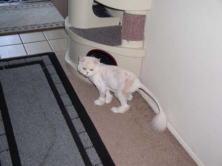 TheBoys(BadHairCut)012