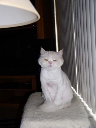 TheBoys(BadHairCut)013